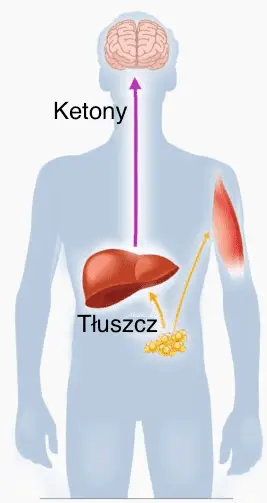 ketony i tłuszcz